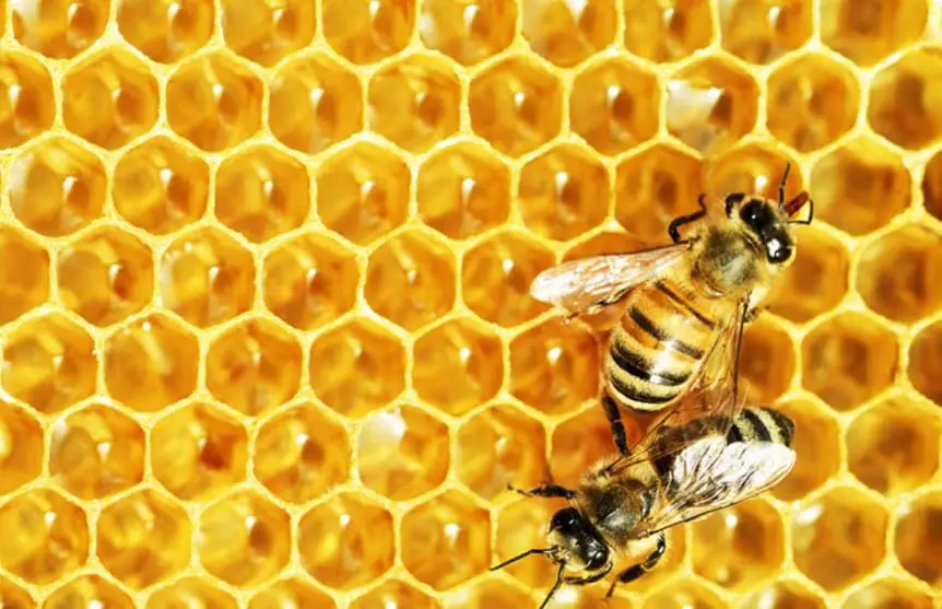 هل وجود النحل فِيْ البيت يدل على السحر
