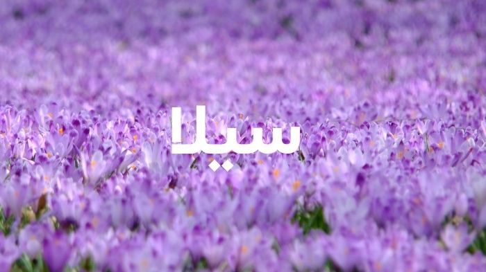 ما هو معنى اسم سيلا في الإسلام؟