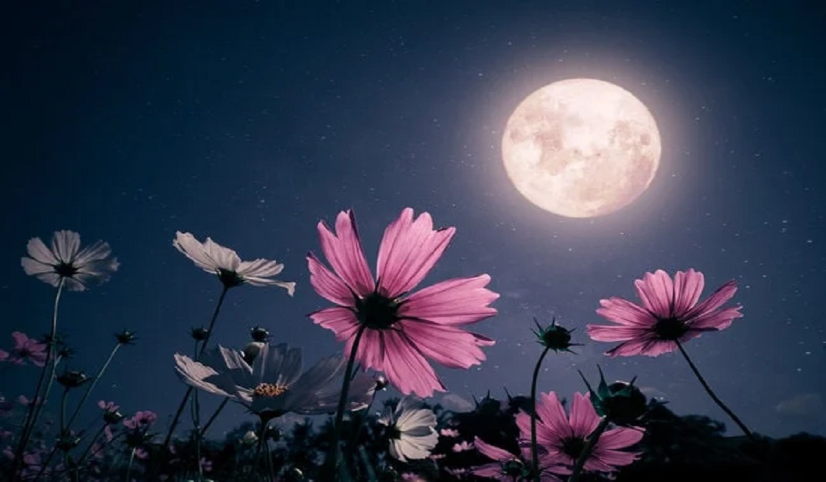معنى اليس القمر جميلا في اليابان